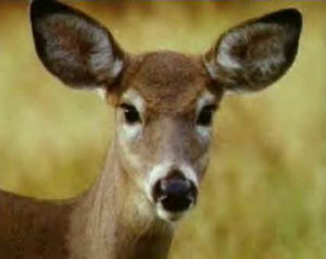 Deer_Face